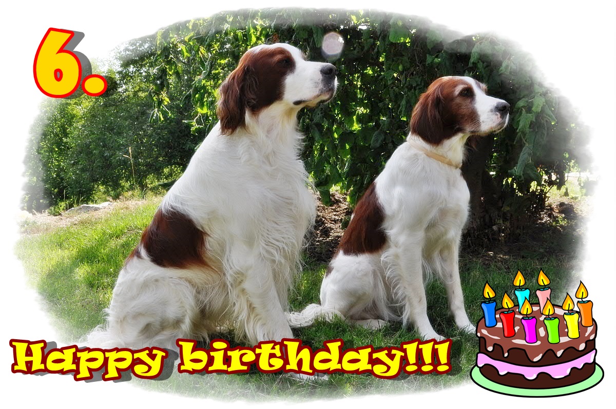 Unser A-Wurf ist heute 6 Jahre alt! Happy birthday an Archie, Abby, Ash, Ashley, Aileen, Akita, Bonny, Guinness, Cindy, Abby, Aideen und Aico!!!!!